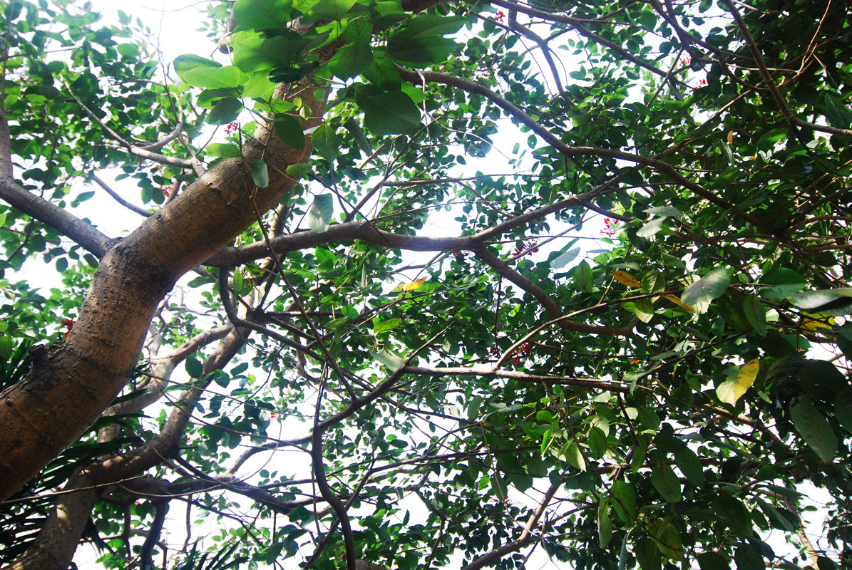 Gambar Ilustrasi Pohon Nangka Iluszi